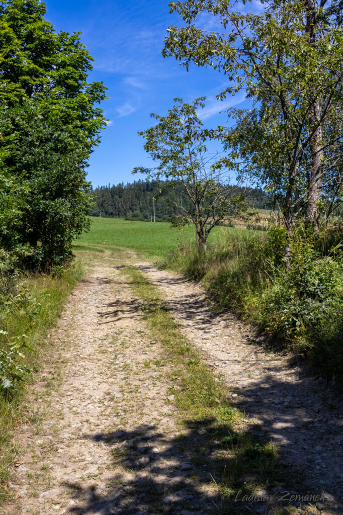 Petrovice u Sušice - okolní krajina