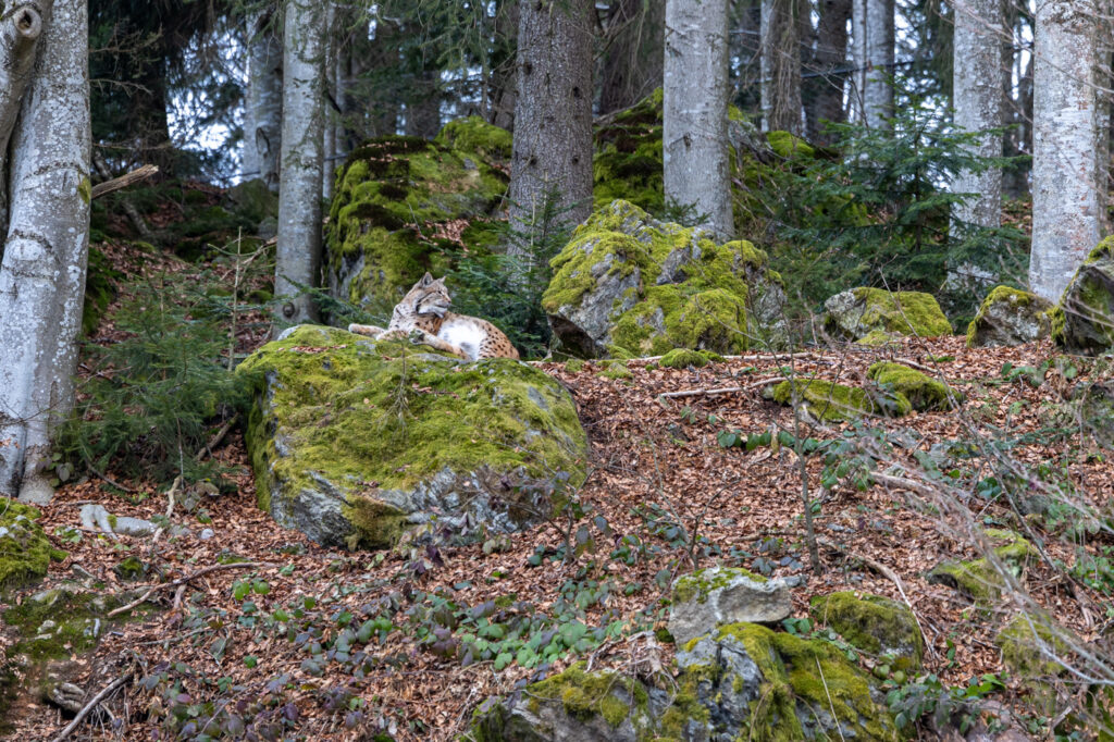 Nationalparkzentrum Lusen - rys ve výběhu