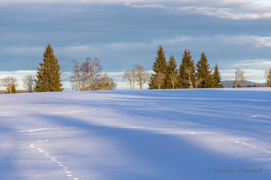 zasněžené Knížecí pláně - Šumava