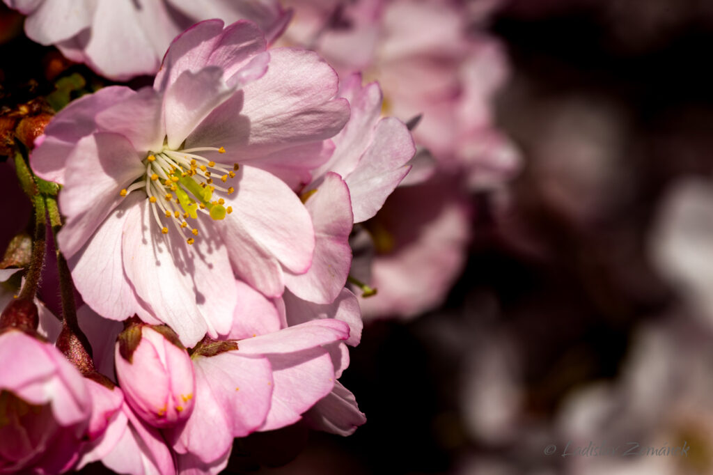 Botanická zahrada Praha - sakura 4.4.2025