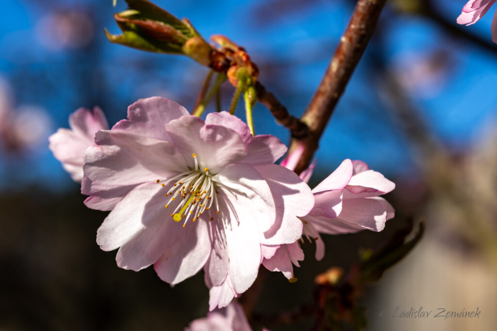 Botanická zahrada Praha - sakura 4.4.2025