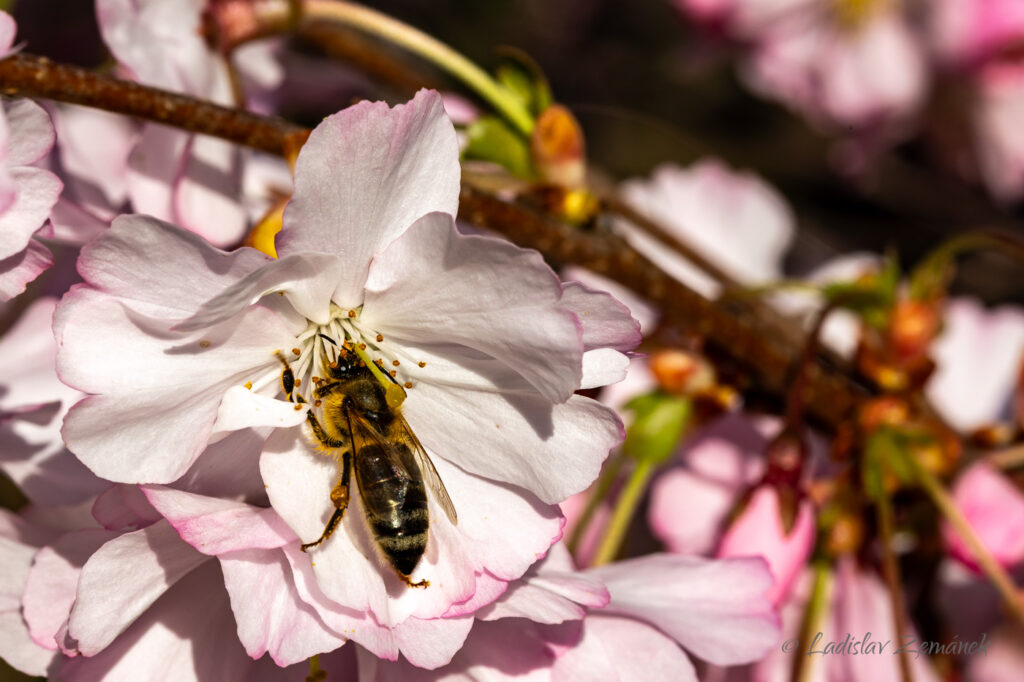 Botanická zahrada Praha - sakura 4.4.2025 (a k tomu včela)