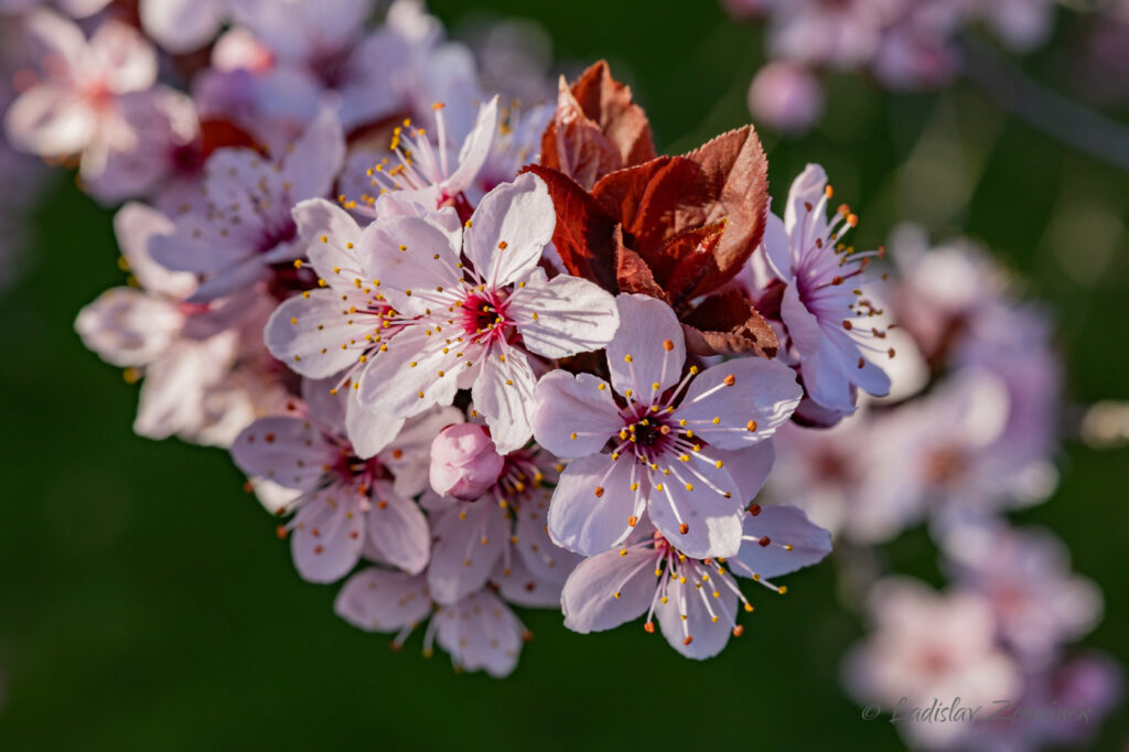 Trojský zámek - sakura 4.4.2025