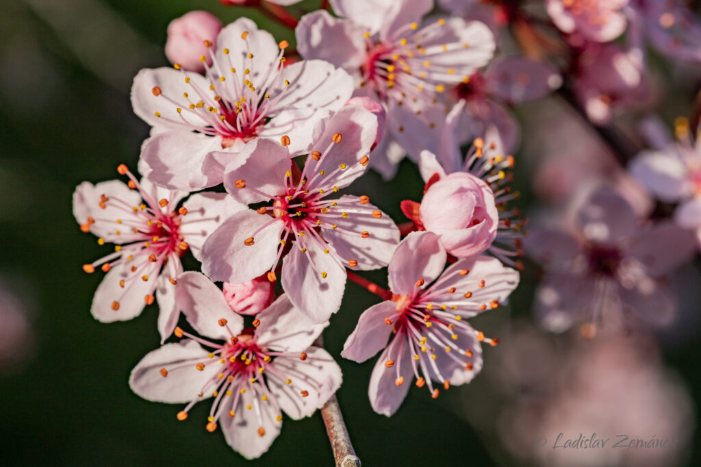 Trojský zámek - sakura 4.4.2025