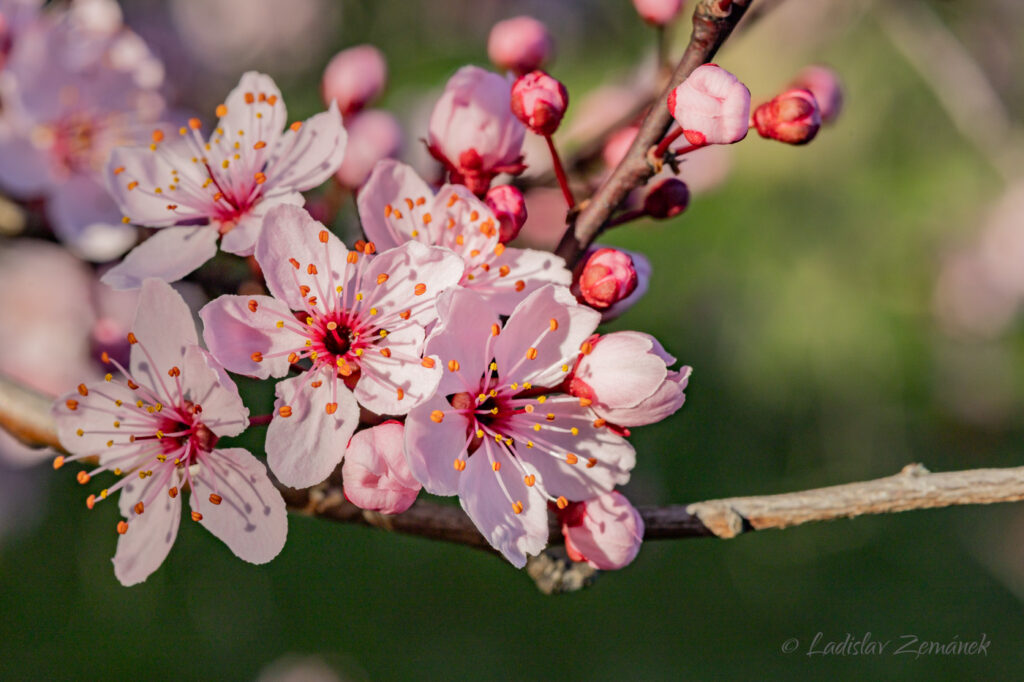 Trojský zámek - sakura 4.4.2025
