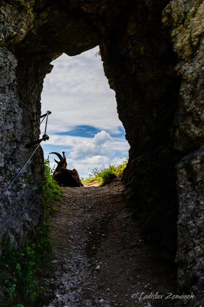 cesta na Kitzbüheler Horn - to není kamzík, ale kozel