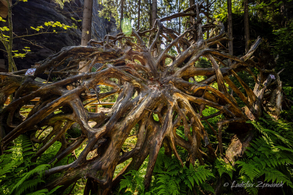 kořeny vyvr&aacute;cen&eacute;ho stromu