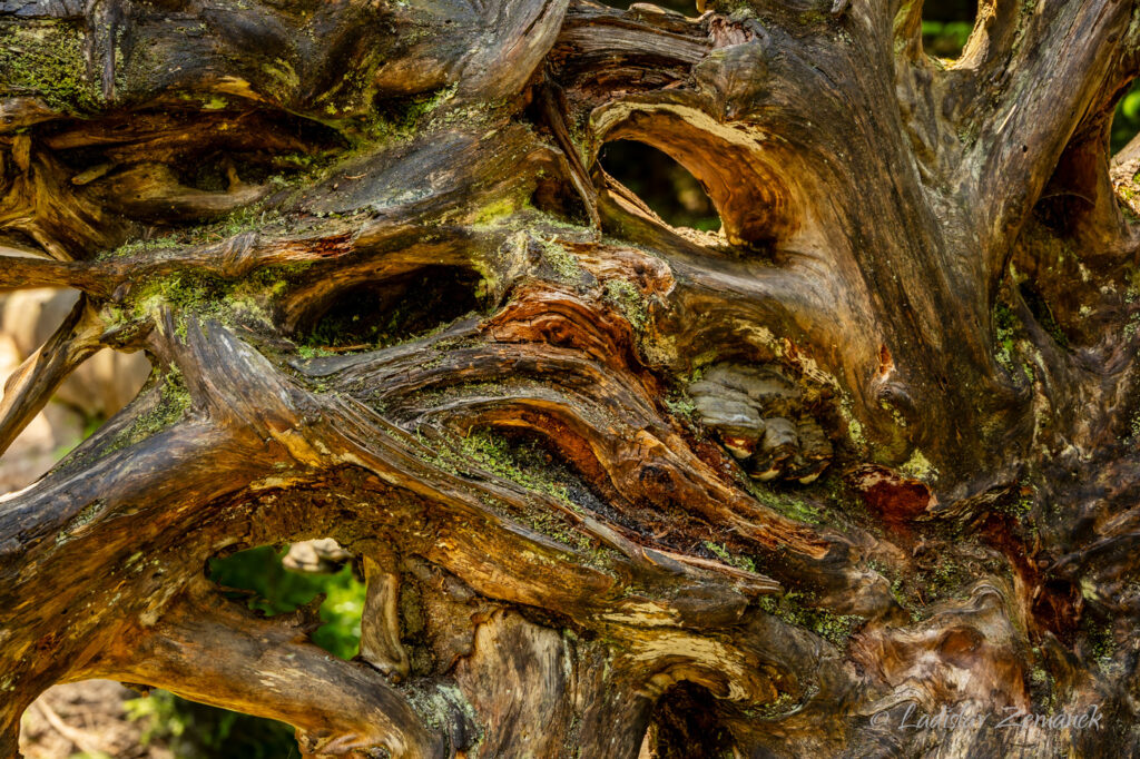 kořeny vyvr&aacute;cen&eacute;ho stromu