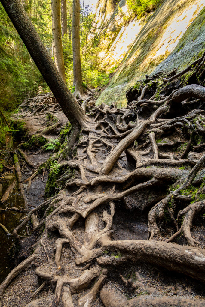 Adr&scaron;pa&scaron;sko-teplick&eacute; sk&aacute;ly