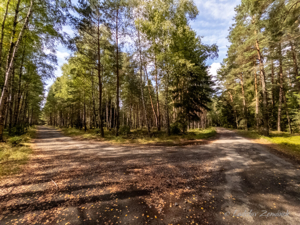 Lesn&iacute; cesta v okol&iacute; Hradčan