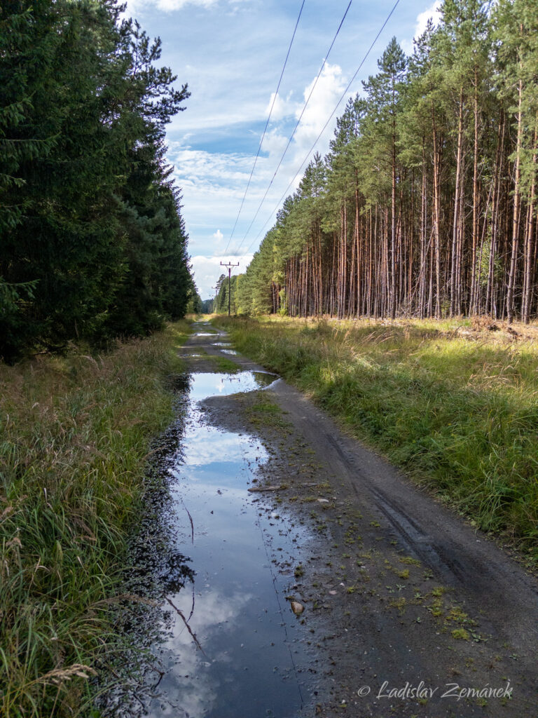 Lesn&iacute; cesta v okol&iacute; Hradčan
