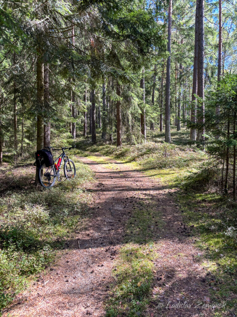 Cesta z Litschau do Heidenreichstein - lesn&iacute; &uacute;sek