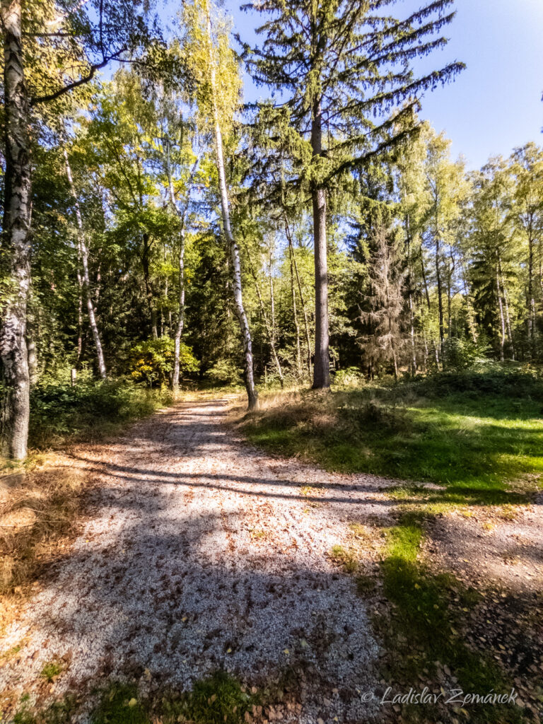 Albeř - lesn&iacute; cesta