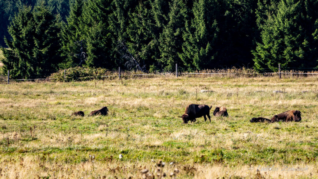 Rožnov - bizon&iacute; farma