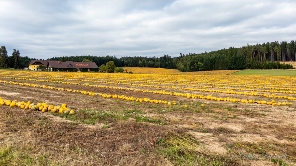 D&yacute;ňov&aacute; sklizeň u Brunn