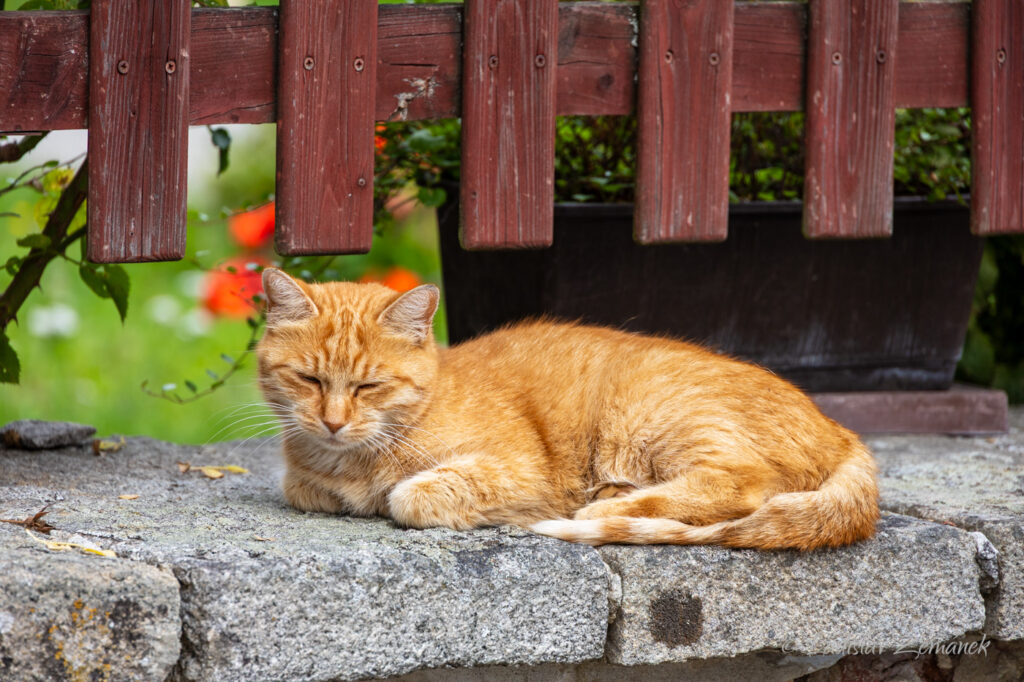 Kočka - pohoda ve Slavonic&iacute;ch