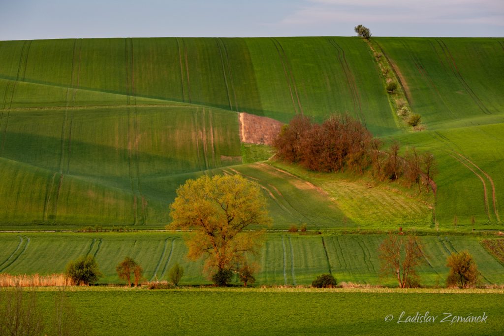&Scaron;ardick&yacute; rem&iacute;zek