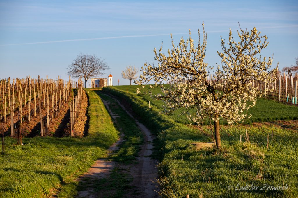 vinohrad nad &Scaron;ardicemi
