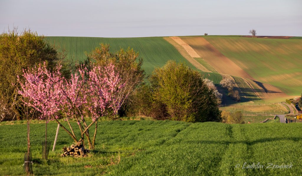 Moravsk&eacute; Tosk&aacute;nsko - &Scaron;ardice