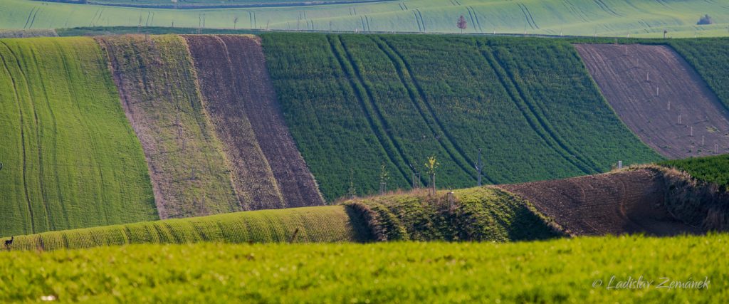 Moravsk&eacute; Tosk&aacute;nsko - zvlněn&aacute; krajina z vyhl&iacute;dky nad &Scaron;ardicemi