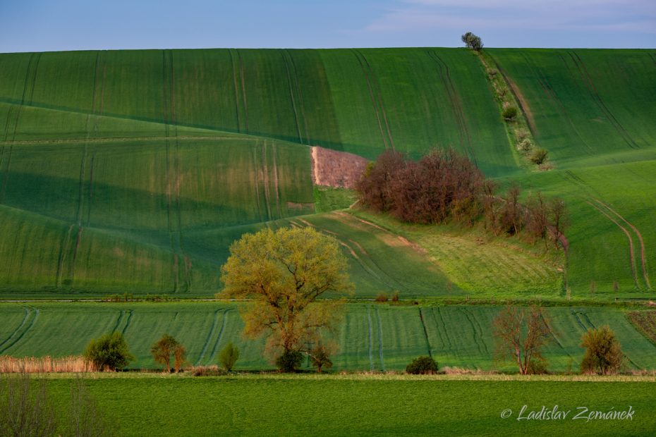 Moravské Toskánsko - Šardický remízek